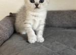 Betty - Scottish Straight Cat For Sale - Roseville&comma; CA&comma; US