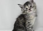 Faith Parents on site - Maine Coon Cat For Sale - Elk Grove&comma; CA&comma; US
