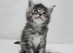 Heavenly Parents on site - Maine Coon Cat For Sale - Elk Grove&comma; CA&comma; US