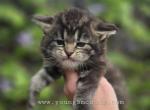 Sand Pepper - Maine Coon Cat For Sale - Elk Grove&comma; CA&comma; US