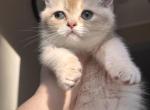 Luna - British Shorthair Cat For Sale - Fairfax&comma; VA&comma; US
