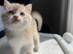 Milo - British Shorthair Cat For Sale - Fairfax&comma; VA&comma; US