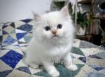 Basil - Ragdoll Cat For Sale - Tuscaloosa&comma; AL&comma; US