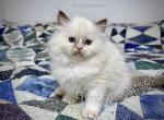 Enid - Ragdoll Cat For Sale - Tuscaloosa&comma; AL&comma; US