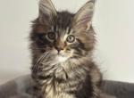 Volt - Maine Coon Cat For Sale - Hollywood&comma; FL&comma; US