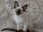 Monkey - Siamese Cat For Sale - Pembroke Pines&comma; FL&comma; US