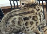 Bengal kittys - Bengal Cat For Sale - Crown Point&comma; IN&comma; US