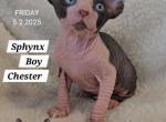 Sphynx Boy Chester DBE TICA RESERVED - Sphynx Cat For Sale - Lockport&comma; IL&comma; US