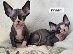 Sphynx Girl Sofia TICA rights RESERVED - Sphynx Cat For Sale - Lockport&comma; IL&comma; US