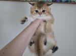 Dakota - Scottish Straight Cat For Sale - Levittown&comma; PA&comma; US