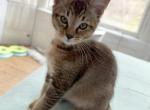 Tukuw - Chausie Cat For Sale - Renovo&comma; PA&comma; US