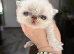 Blue point extreme face boy and girl - Persian Cat For Sale - Clay&comma; PA&comma; US