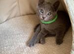 Eddie - Russian Blue Cat For Sale - Miami&comma; FL&comma; US