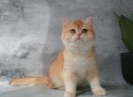 Payper - British Shorthair Cat For Sale - Pembroke Pines&comma; FL&comma; US