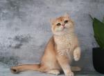 Paul - British Shorthair Cat For Sale - Pembroke Pines&comma; FL&comma; US