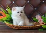 Lara - British Shorthair Cat For Sale - Norwalk&comma; CT&comma; US
