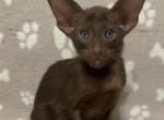 Uspikh - Oriental Cat For Sale - Pembroke Pines&comma; FL&comma; US