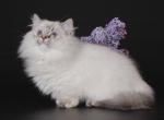 Rybka - Munchkin Cat For Sale - Pembroke Pines&comma; FL&comma; US