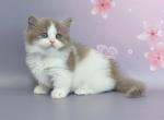 Kristian - Munchkin Cat For Sale - Pembroke Pines&comma; FL&comma; US