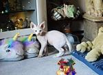 Archibald - Devon Rex Cat For Sale - Spokane&comma; WA&comma; US