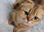 Daisy - Scottish Fold Cat For Sale - Cleveland&comma; OH&comma; US