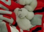 Fabulous 4 - Siamese Cat For Sale - Cape Coral&comma; FL&comma; US