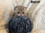 ROYCE - Persian Cat For Sale - Warminster&comma; PA&comma; US