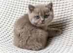 George - British Shorthair Cat For Sale - Englewood&comma; CO&comma; US