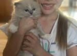 Chubbs - Ragdoll Cat For Sale - Hutchinson&comma; MN&comma; US