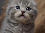 Harold - Scottish Fold Cat For Sale - North Richland Hills&comma; TX&comma; US
