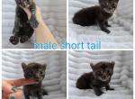Male black smoke highlanders - Highlander Cat For Sale - Frenchtown&comma; MI&comma; US