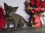 Freya - Oriental Cat For Sale - Mundelein&comma; IL&comma; US