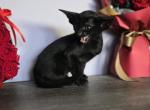 Megan - Oriental Cat For Sale - Mundelein&comma; IL&comma; US