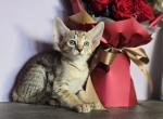 Utah - Oriental Cat For Sale - Mundelein&comma; IL&comma; US