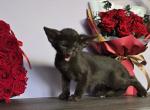 Lima - Oriental Cat For Sale - Mundelein&comma; IL&comma; US