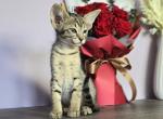 Molly - Oriental Cat For Sale - Mundelein&comma; IL&comma; US