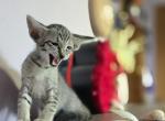 Boston - Oriental Cat For Sale - Mundelein&comma; IL&comma; US