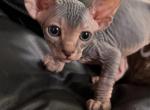 Light Blue Male - Sphynx Cat For Sale - Ewing&comma; NJ&comma; US