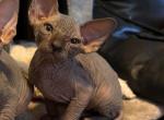 Blue male 2 - Sphynx Cat For Sale - Ewing&comma; NJ&comma; US
