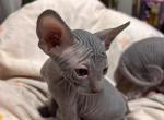 Pandora March Litter - Sphynx Cat For Sale - Ewing&comma; NJ&comma; US