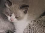 Hot pink collar bicolor Ragdoll kitten - Ragdoll Cat For Sale - Lancaster&comma; PA&comma; US