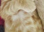 Red Polydactyl - Maine Coon Kitten For Sale - Boscawen&comma; NH&comma; US