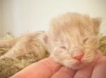Cream Classic Tabby - Maine Coon Kitten For Sale - Boscawen&comma; NH&comma; US