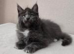 Simon - Maine Coon Cat For Sale - Old Bridge&comma; NJ&comma; US