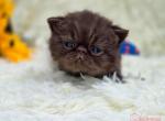 Pearls chocolate boy - Exotic Cat For Sale - Conroe&comma; TX&comma; US