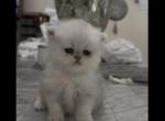 Silver boy - Persian Cat For Sale - Fort Worth&comma; TX&comma; US