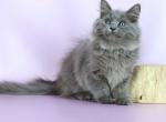 Teddy - Siberian Cat For Sale - Pembroke Pines&comma; FL&comma; US