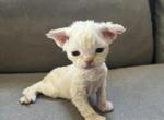 Yaya - Devon Rex Kitten For Sale