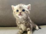 Mesa - British Shorthair Cat For Sale - Rancho Cucamonga&comma; CA&comma; US