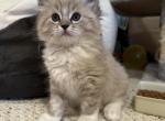 Daniel - Ragdoll Cat For Sale - Hutchinson&comma; MN&comma; US